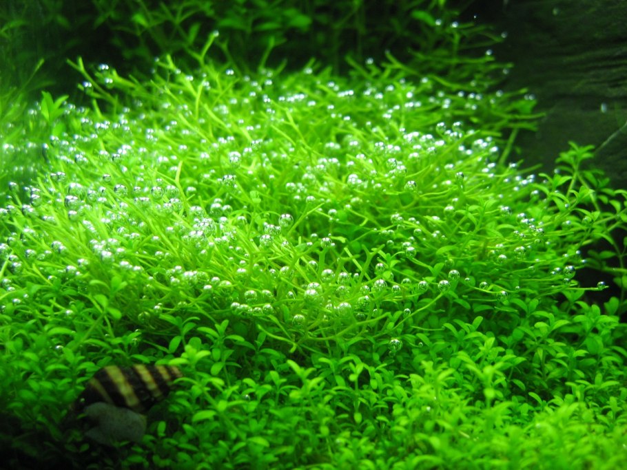 Элеохарис парвула