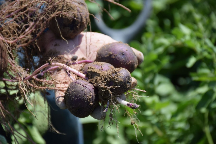 Фиолетовый картофель цыганка