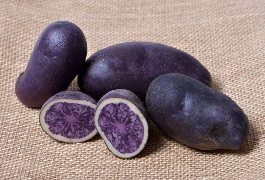 Сорт картофеля фиолетовый Викинг