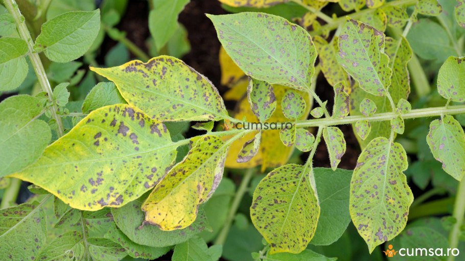 Сорт картофеля Блю Белле