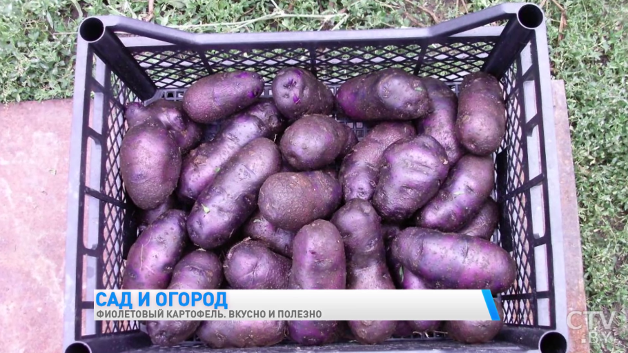 Сорт картофеля Purple Majesty