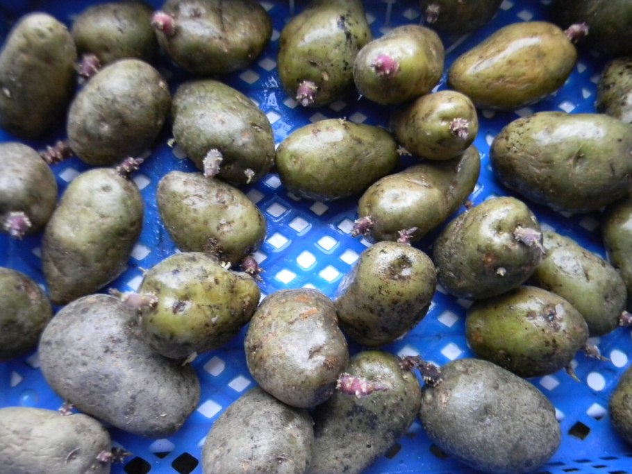 Картофель с красной кожурой и белой мякотью сорта