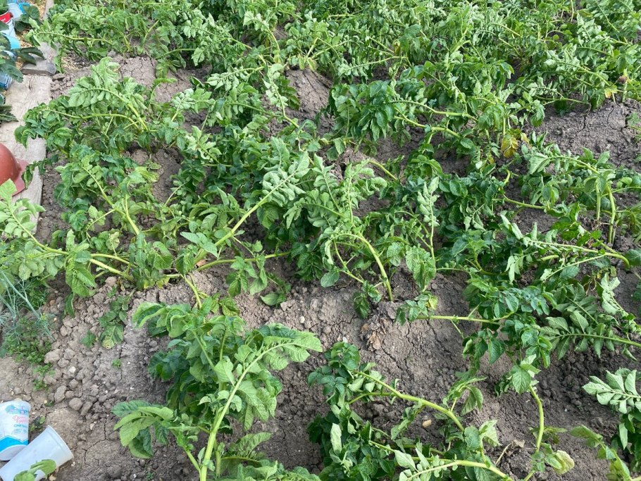 Сорт картофеля вителот (vitelotte)