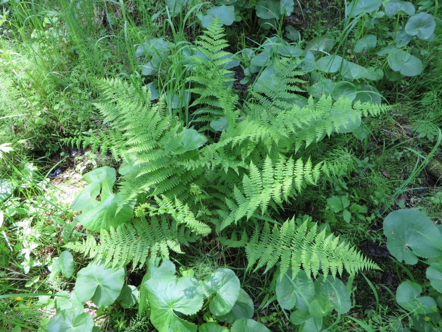 Светолюбивые (гелиофиты)