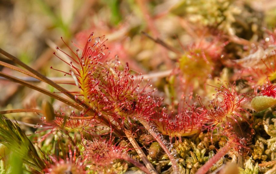 Куксония Силур