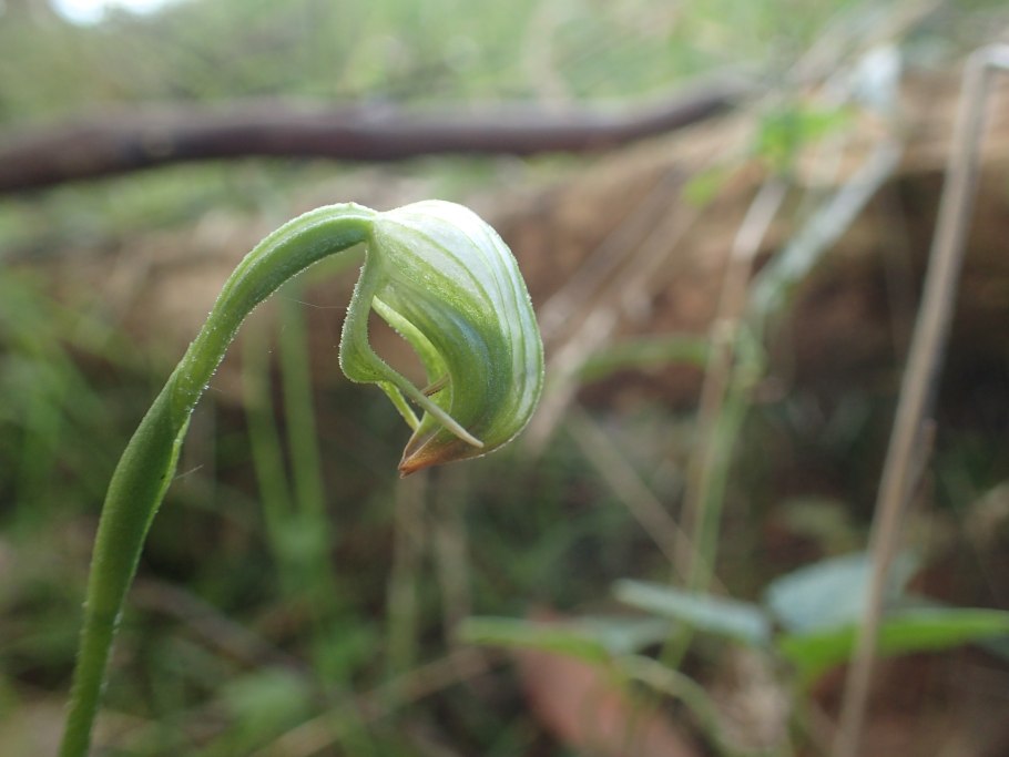 Жизненный цикл сфагнума схема