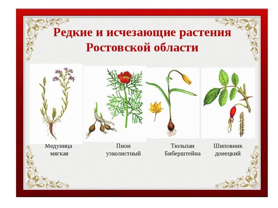 Растения красной книги Ростовской области