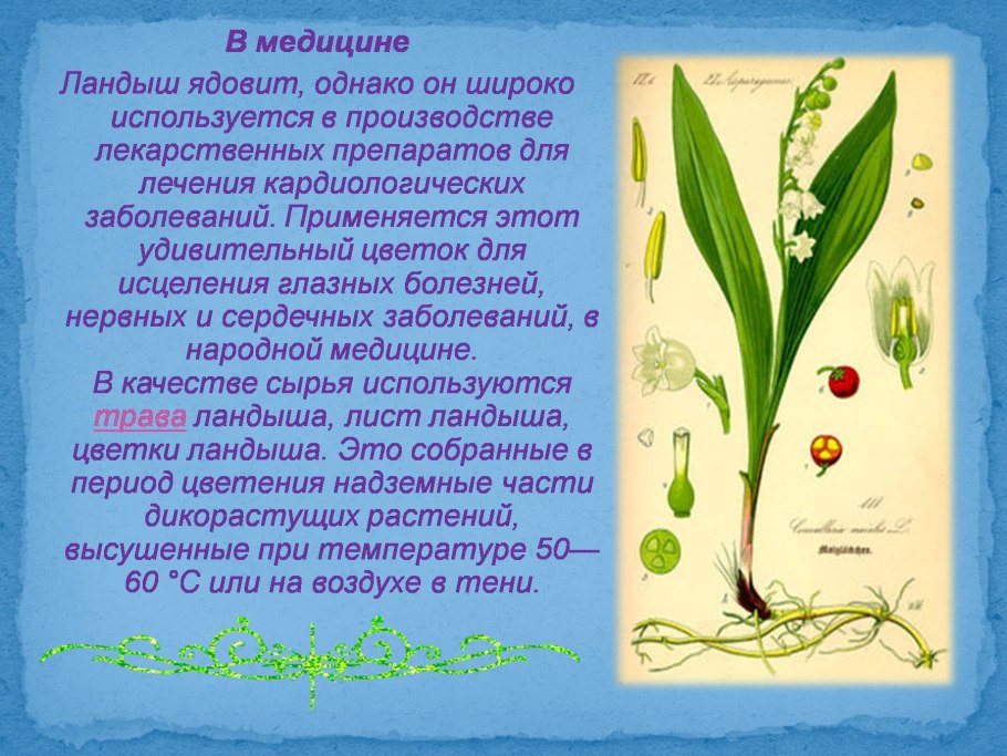 Краснокнижные растения Алтая