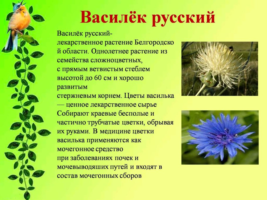Василек русский красная книга