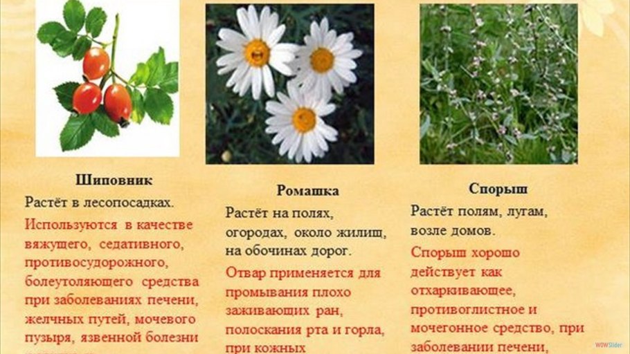 Красная книга Тульской области