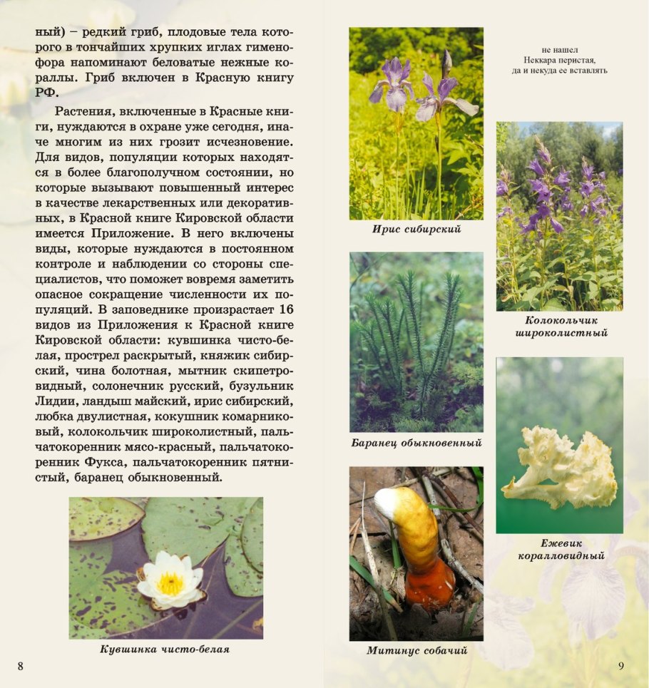 Пион Марьин корень красный тонколистный
