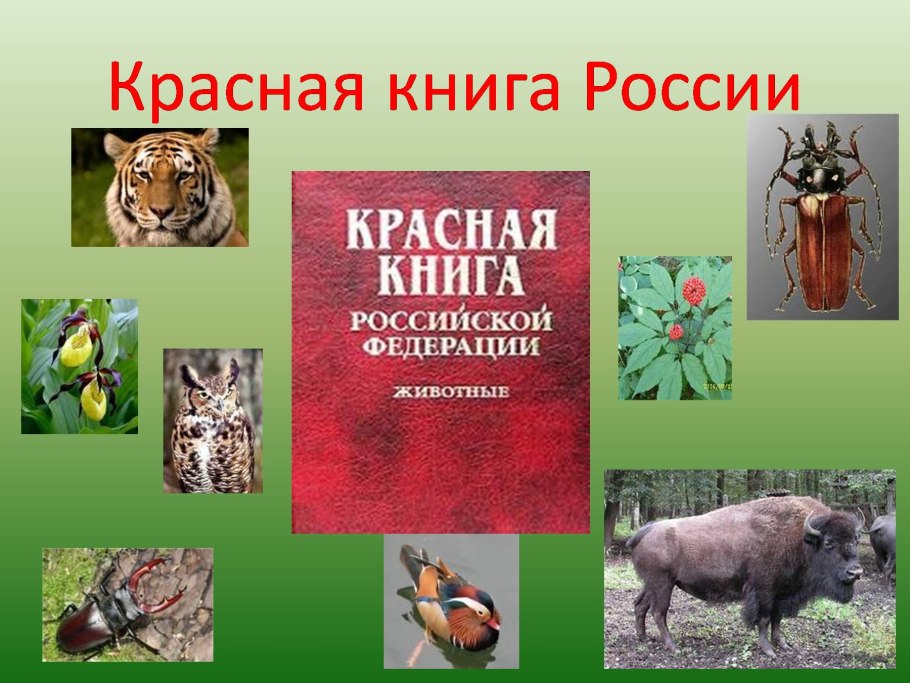 Семейство Гвоздичные представители