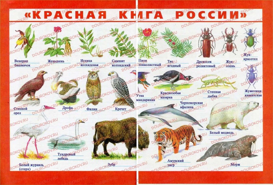 Красная книга россии животных и растений