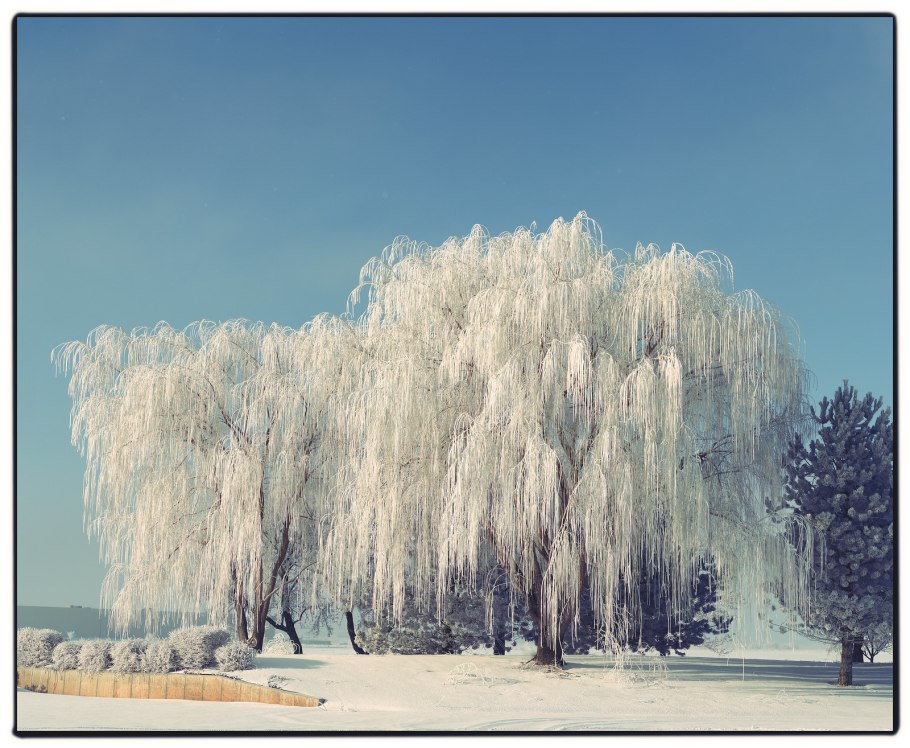 Ива в снегу