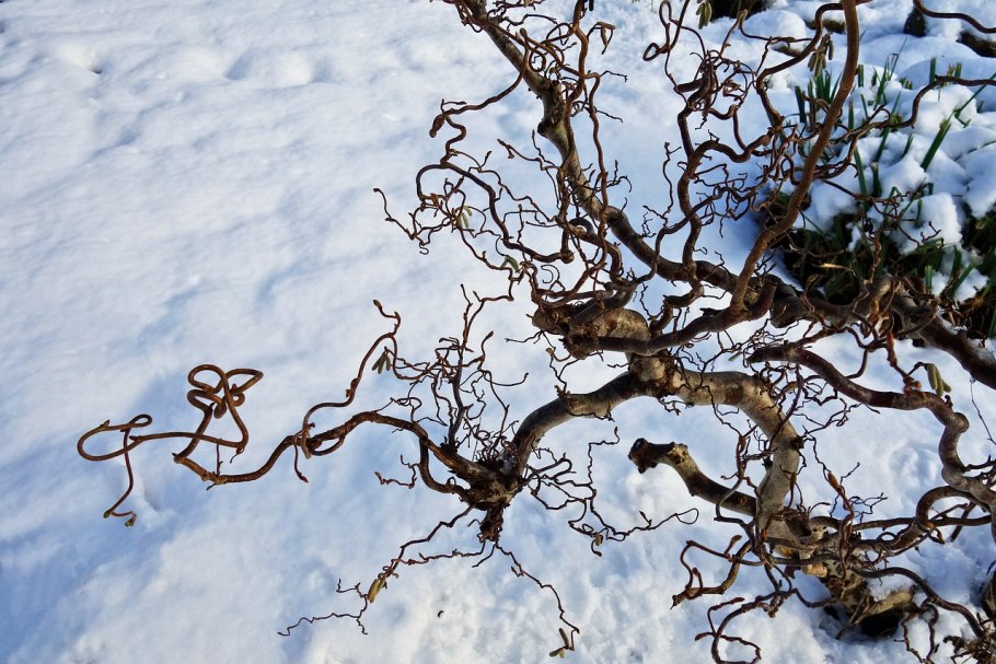 Ива с листьями в снегу