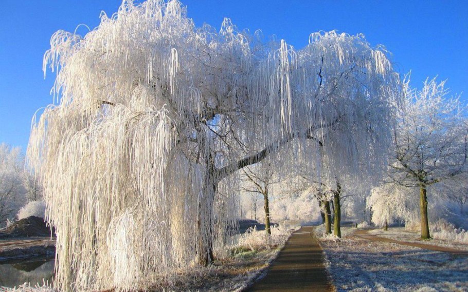 Плакучая Ива дерево зимой
