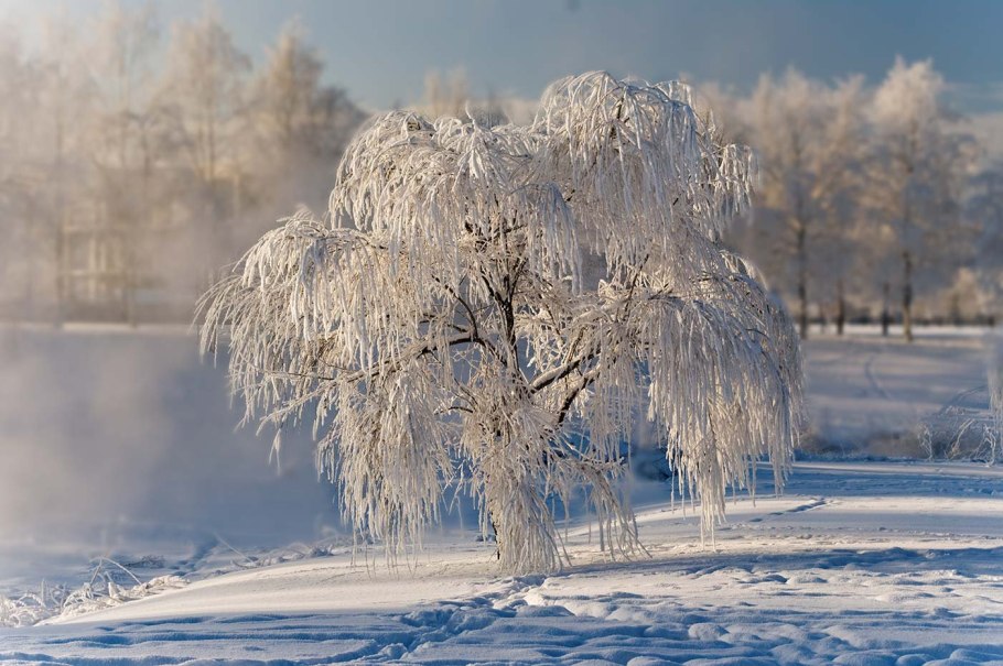 Ива памяти Миндовского зимой