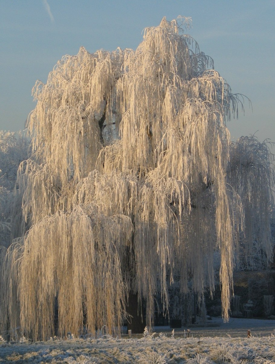 Frost Snow on Weeping Willow