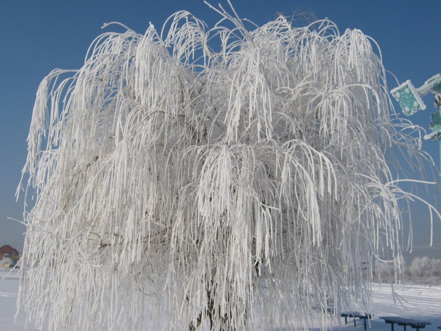 Обледенелые деревья
