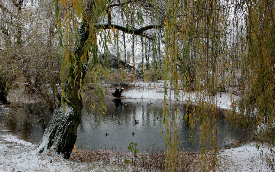 Ива Золотая плакучая