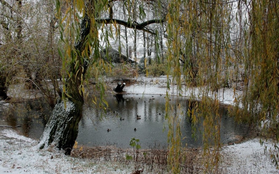 Плакучая береза зимой
