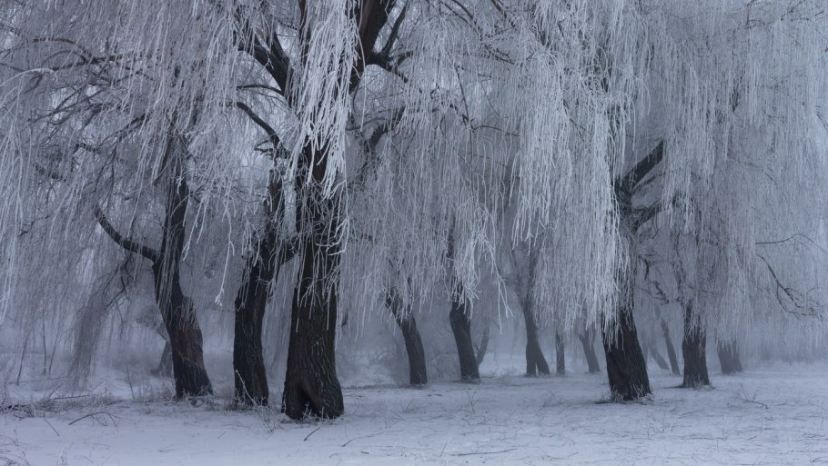 Плакучая Ива дерево зимой