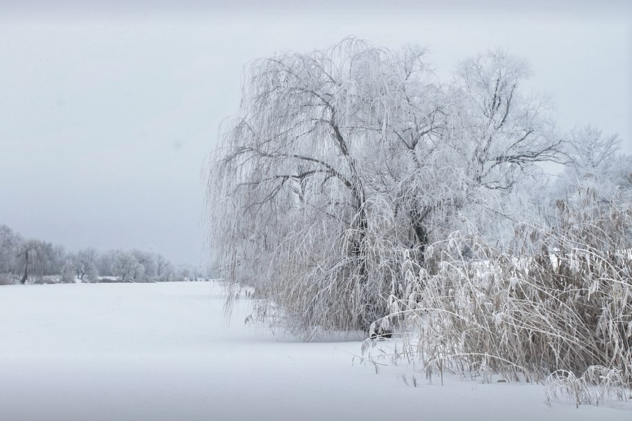 Плакучая Ива зимой