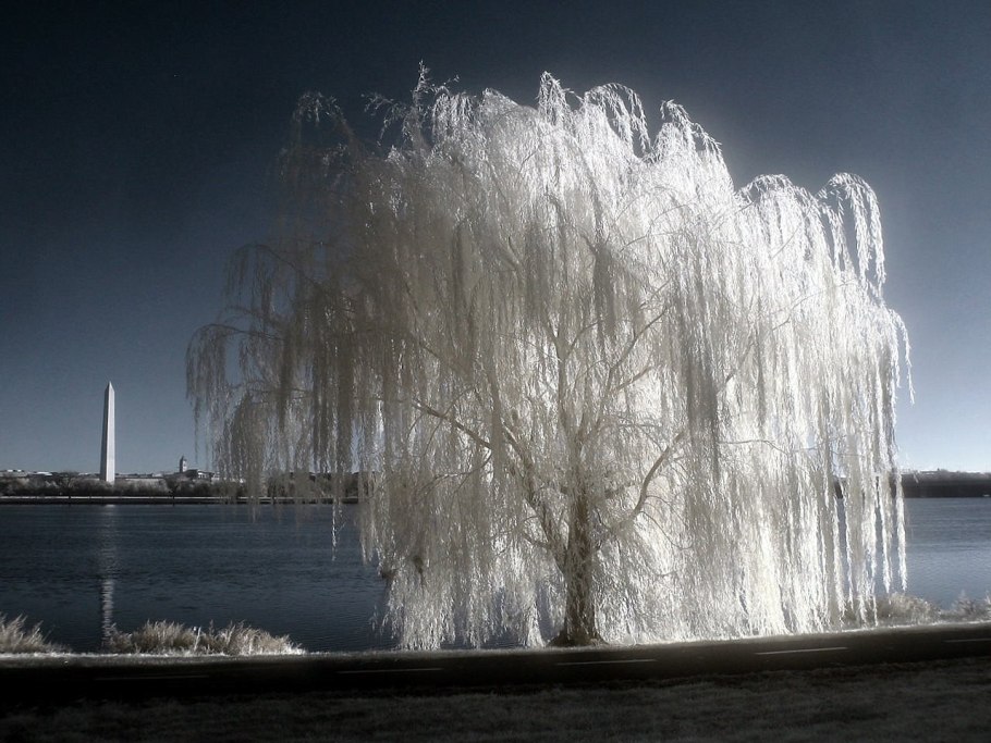 Ива белая зимой