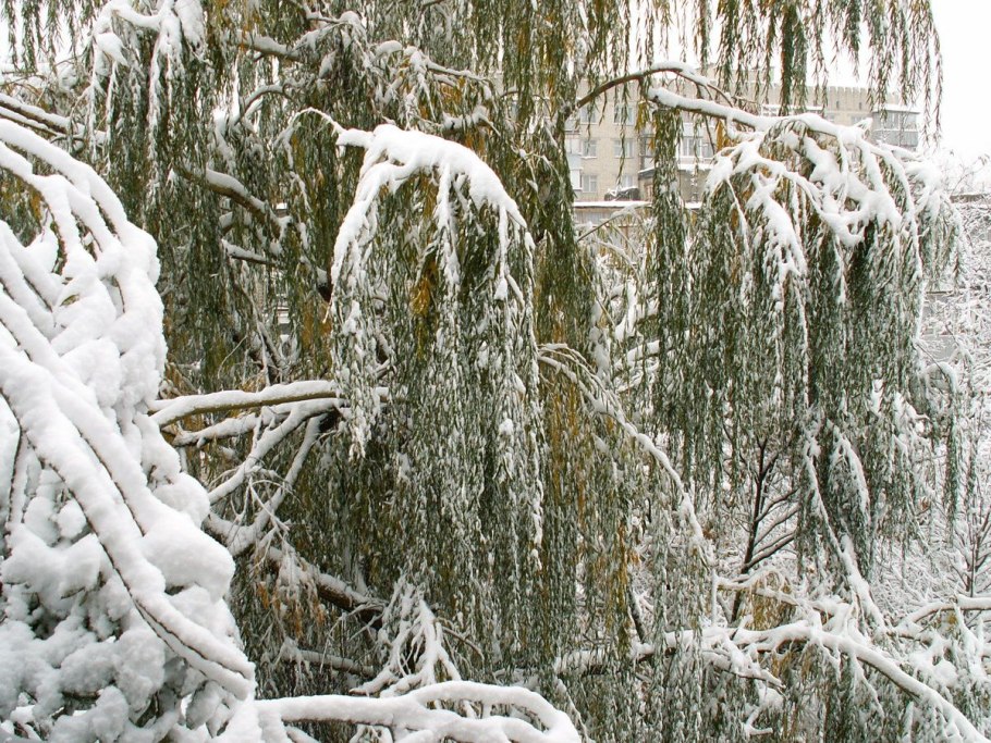 Ива белая плакучая зимой