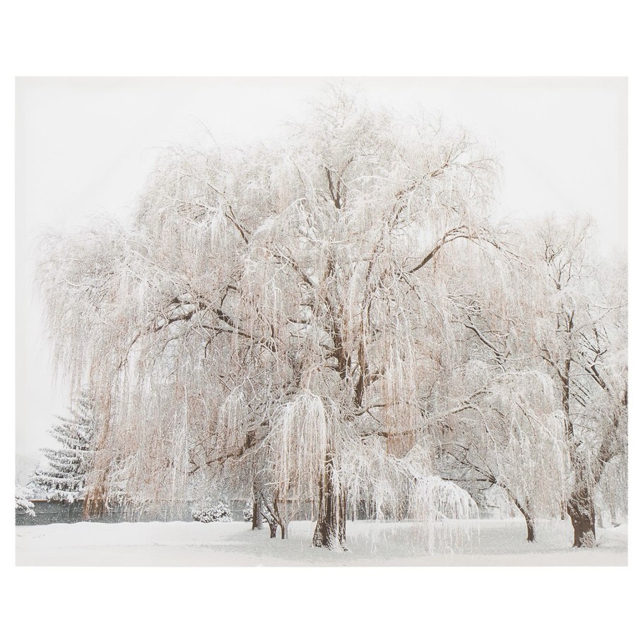 Деревья во льду