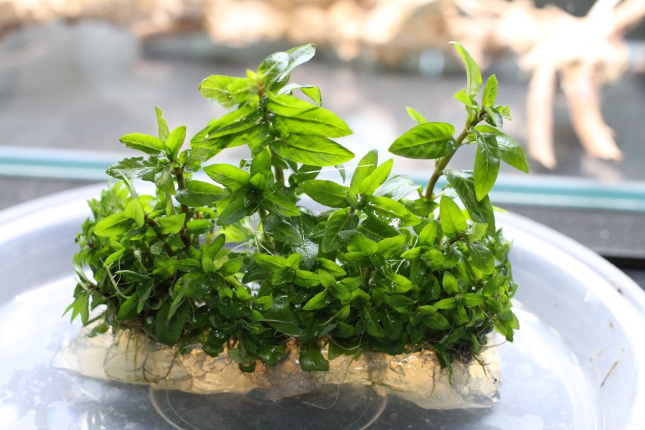 Аммания бонсай аквариумное растение