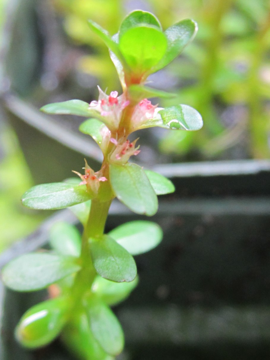 Аммания мультифлора аквариумное растение