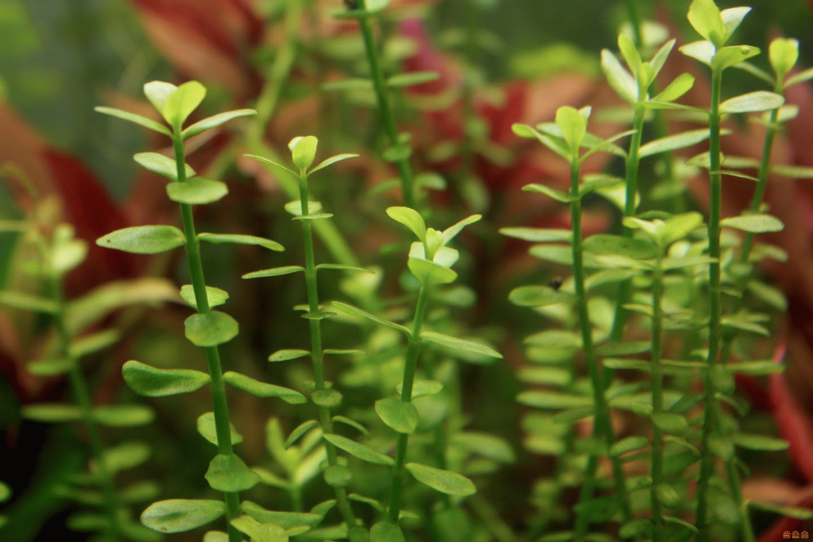 Ammania senegalensis