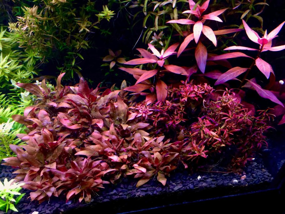 Аммания "бонсай" (Ammania SP. "Bonsai") меристема