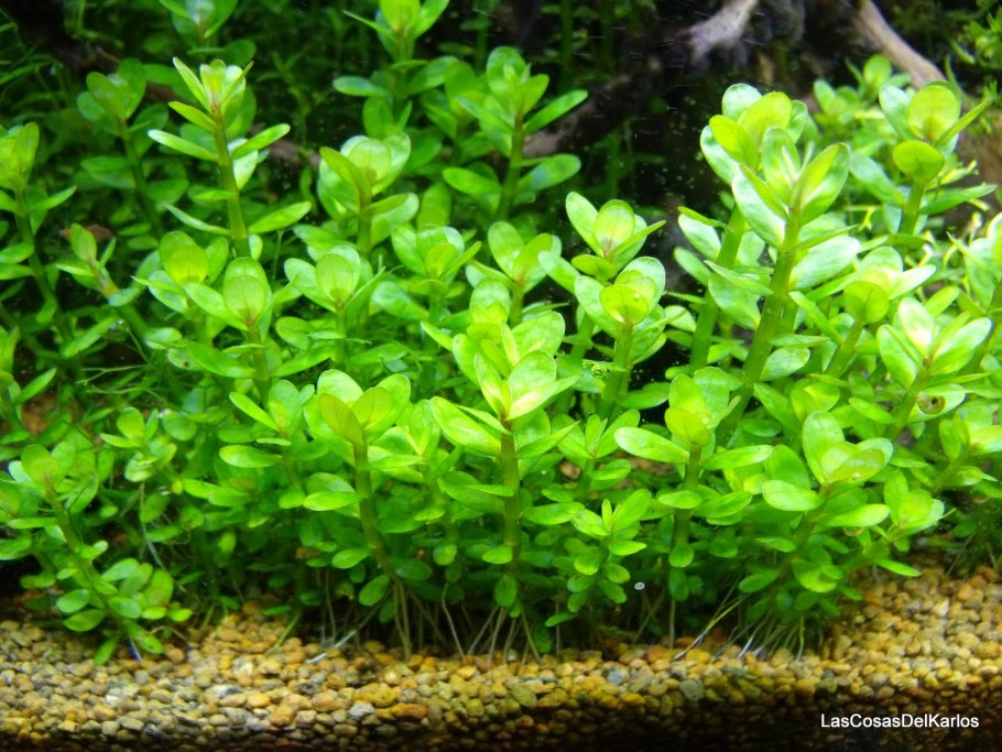 Аммания бонсай (Ammania SP.«Bonsai»)