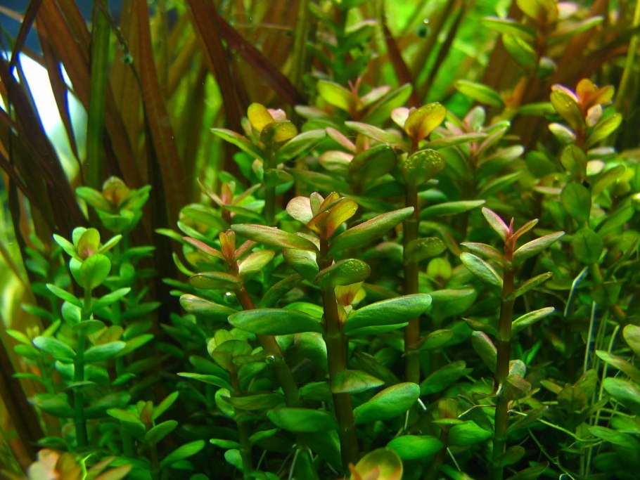 Людвигия мато гроссо (Ludwigia mato grosso)