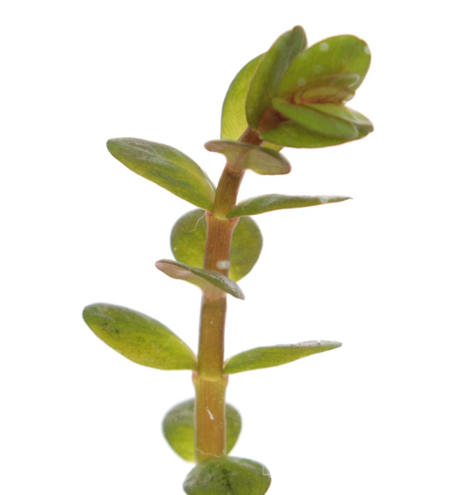 Металика Альтернантера