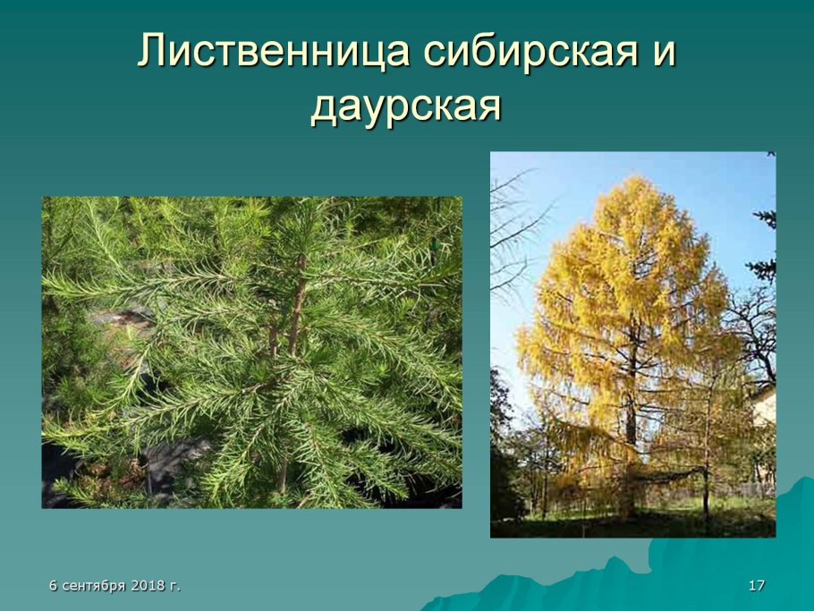 Береза описание дерева