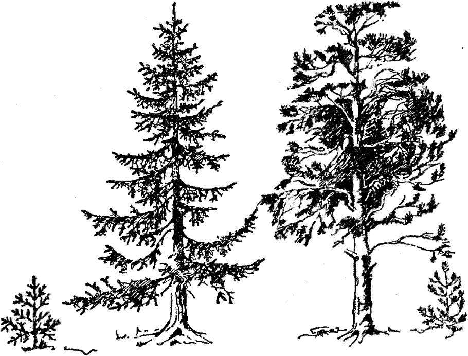 Ель обыкновенная строение хвоинок