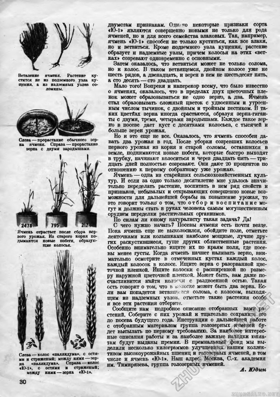 Пихта Сибирская (Аbies sibirica)