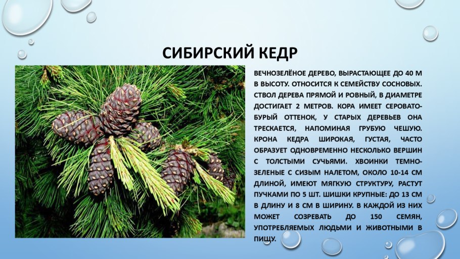 Атлас определитель от земли до неба хвоинки хвойных деревьев