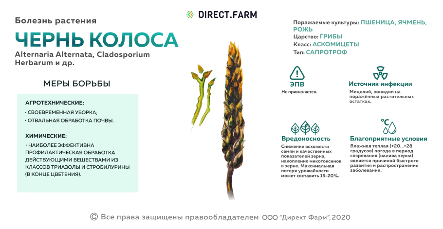 Сосна ель можжевельник