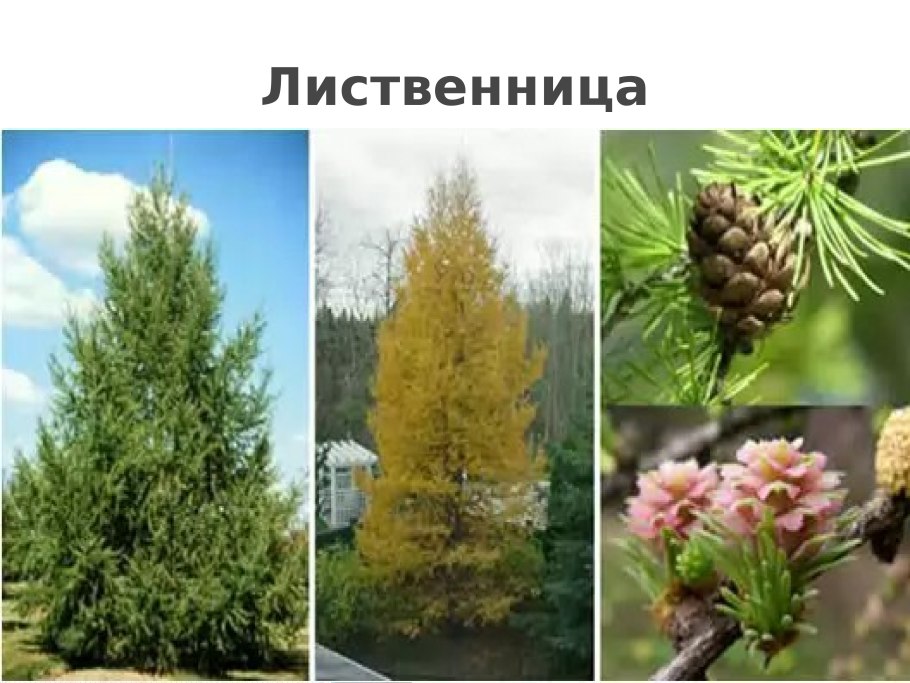 Ветка лиственницы