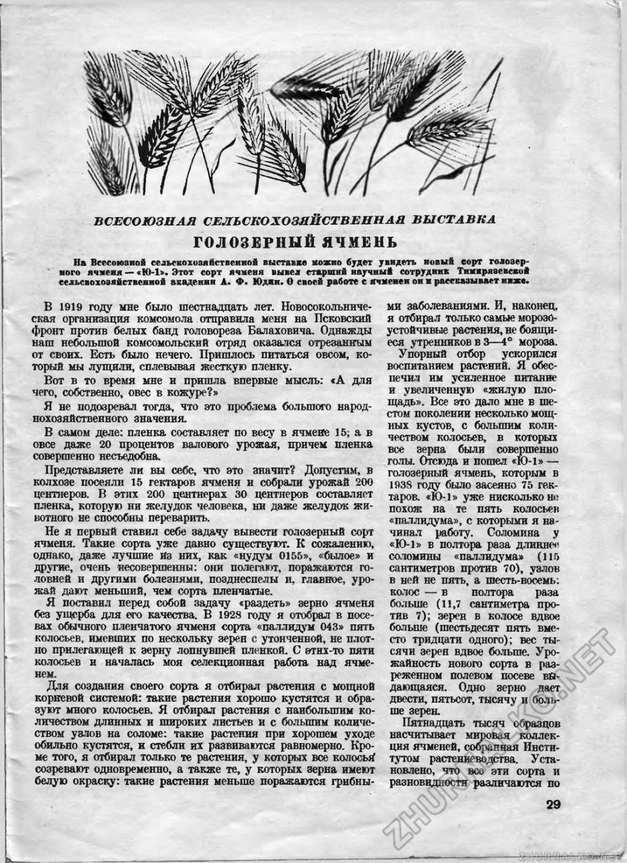 Береза повислая семена