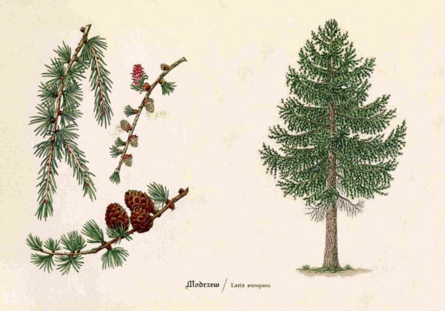 Цикл развития голосеменных семян