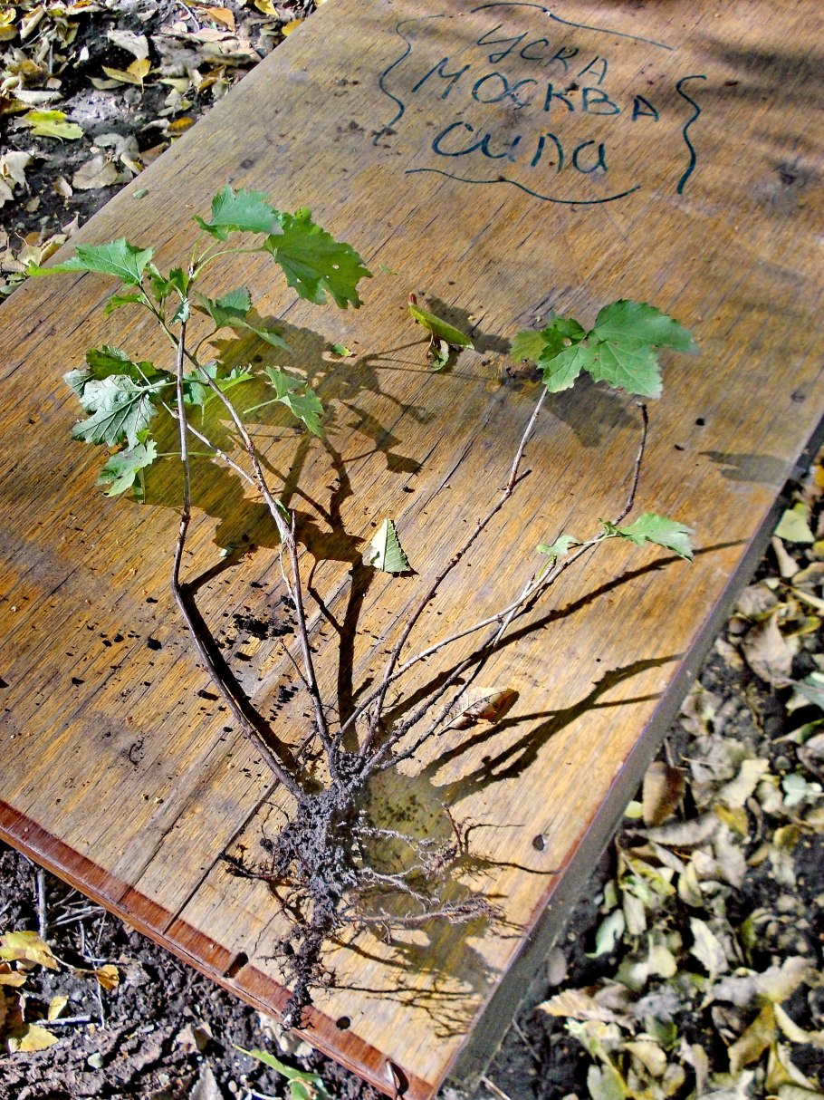 Калина бульденеж саженец