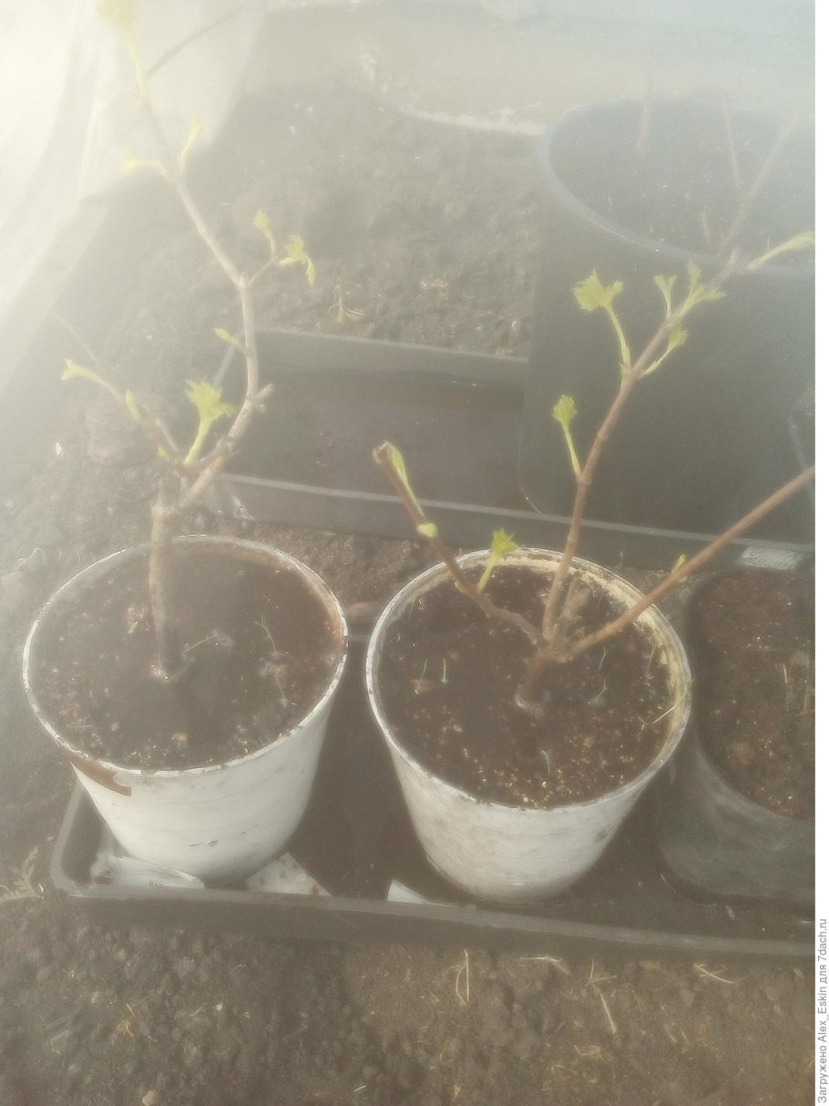 Укоренение черенков крыжовника