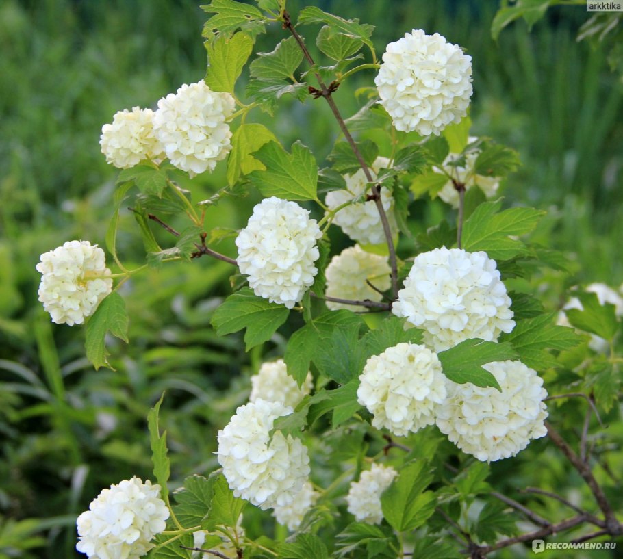 Калина бульденеж семена