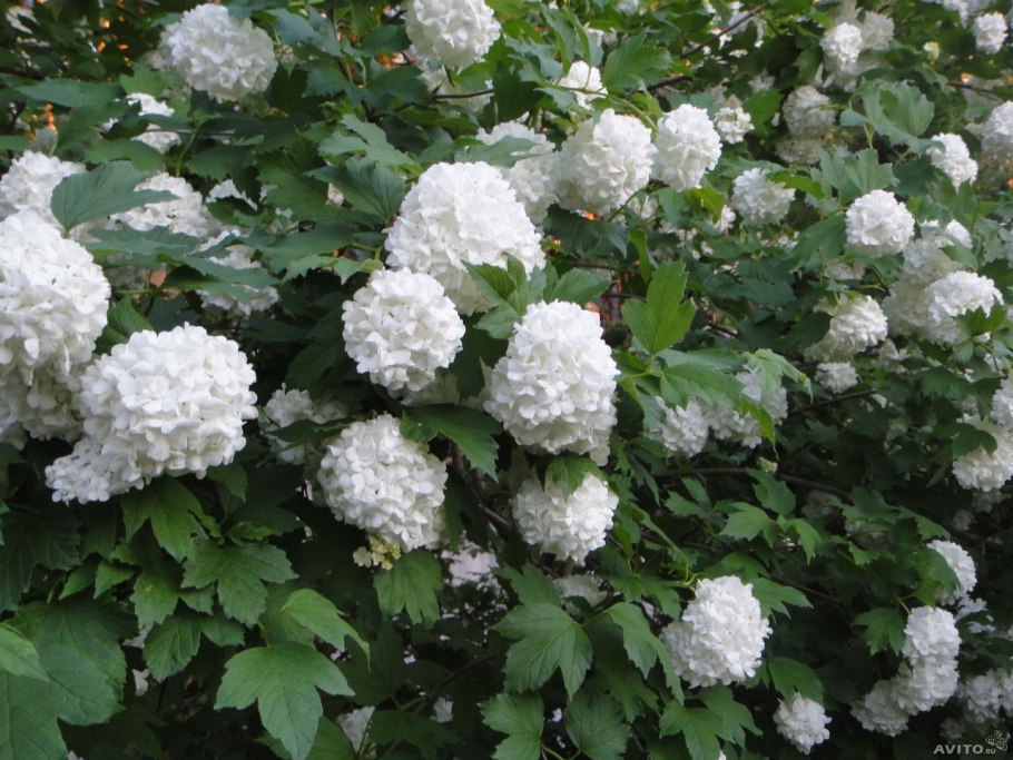 Вышивка крестом Калина бульденеж