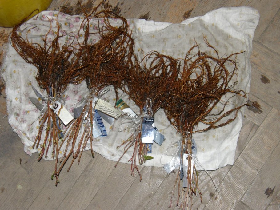 Калина бульденеж размножение черенками